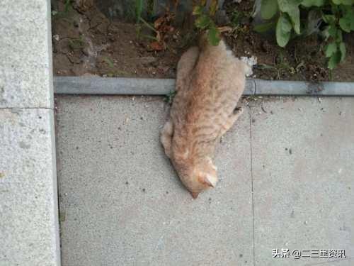 猫跳楼(猫咪坠楼意味什么)