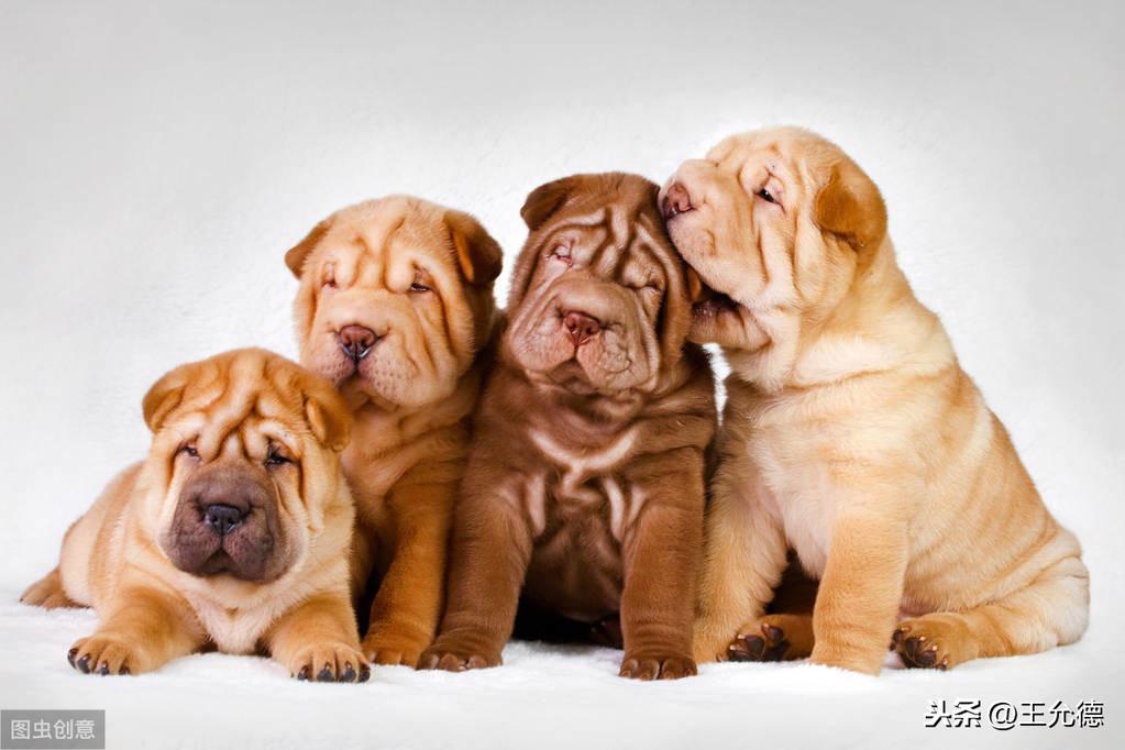 沙皮狗长啥样（附：中华神犬-中国沙皮犬）