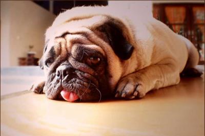 狗狗发烧的几大特征（狗狗发烧能自愈吗）