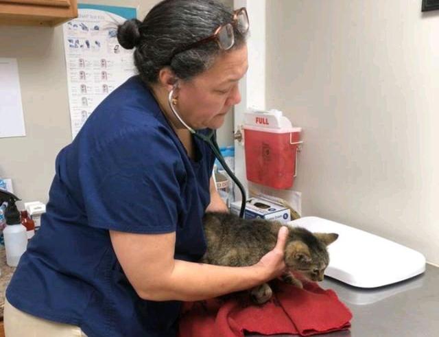 猫看见主人哭会怎么样(主人哭了猫知道吗)