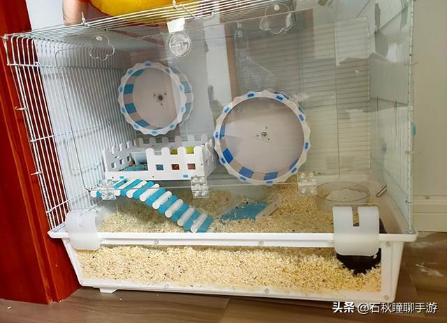仓鼠会嫌弃笼子小而生气吗(详解:让仓鼠感到舒服的动作)