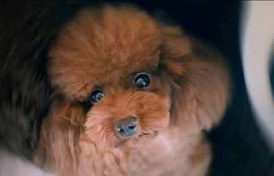 泰迪极度恐惧的表现