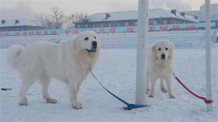 养大白熊犬要注意的事项(大白熊犬怎么养)