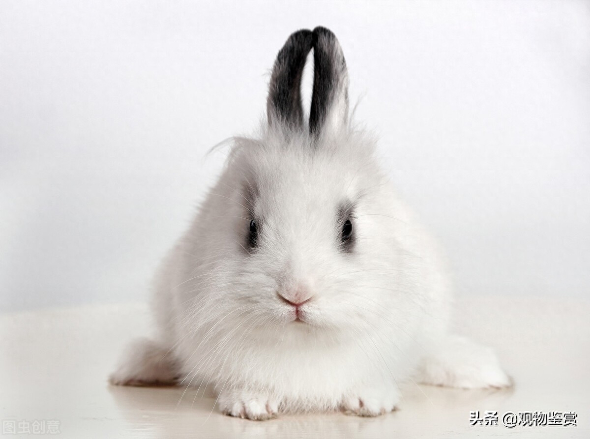 兔子什么举动是认主了呢(注意:愿意主动靠在你的身边就认了)