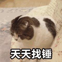 猫为什么会越打越亲人（详解：猫更黏我更亲近的原因）