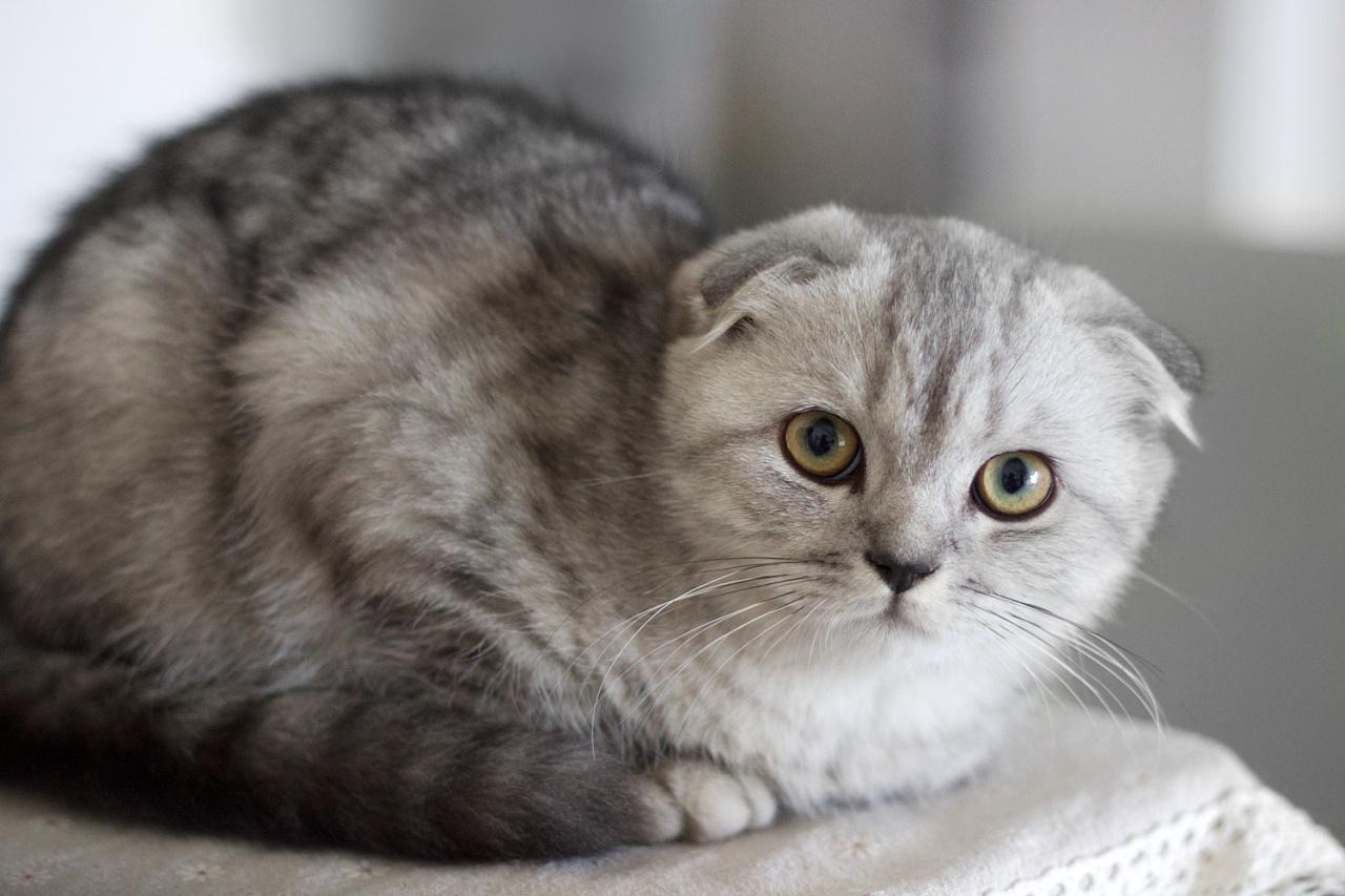 猫的图片大全大图侧面（看图识小猫猫品种大全）