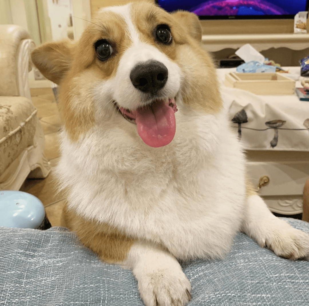 养柯基的九大好处和坏处（柯基犬的优缺点有哪些）