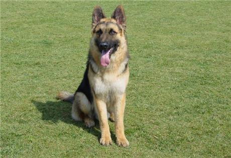 德国牧羊犬吃活的才健康（详解：喂养德国牧羊犬的几个步骤）