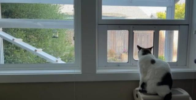 猫腿瘸了自己能恢复吗(猫后腿瘸了自己能恢复吗)