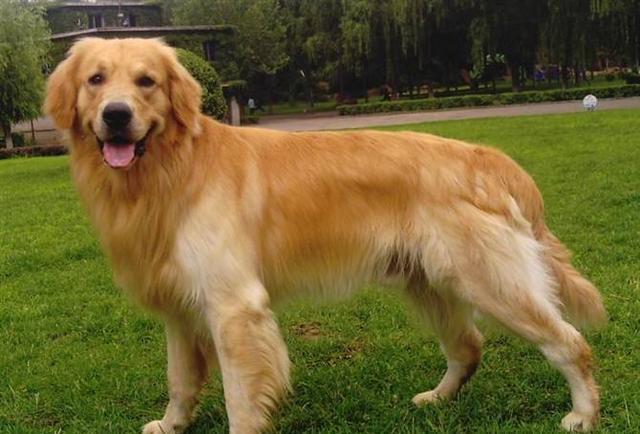 盘点十种好养的狗狗（养什么狗最省心）