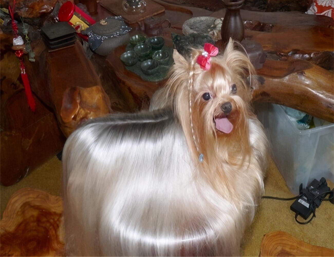 有关约克夏喜欢吃的食物推荐