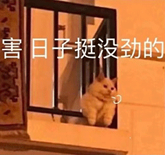 治愈人的猫咪图片合集（盘点抖音最火的猫猫头像）