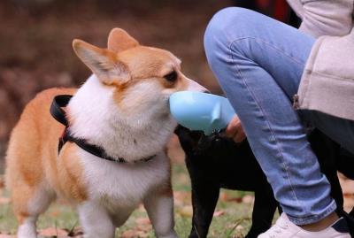 狗狗经常舔哪几个地方