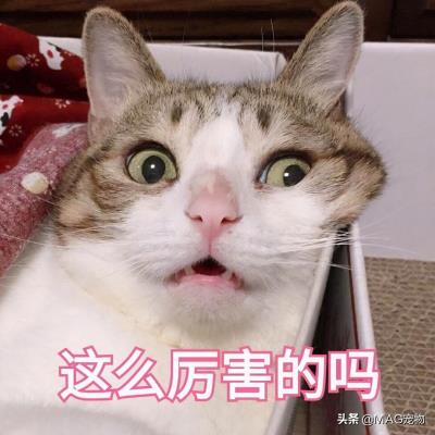 猫咪不吃东西是怎么回事(猫咪不爱吃饭怎么办)