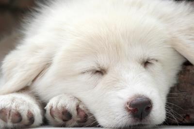 狗能不能吃橘子