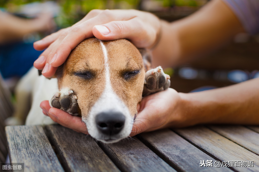 铲屎官被自家狗做了的原因（详解：被养的狗弄了怎么解决）