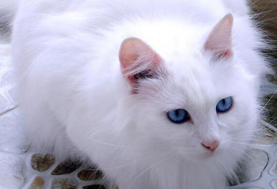 异瞳白猫为何不建议养