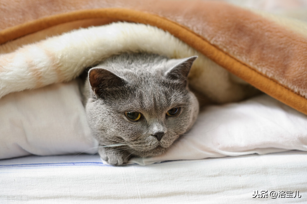 猫多大能听懂人话（附：狗与猫能听懂人日常对话例子）