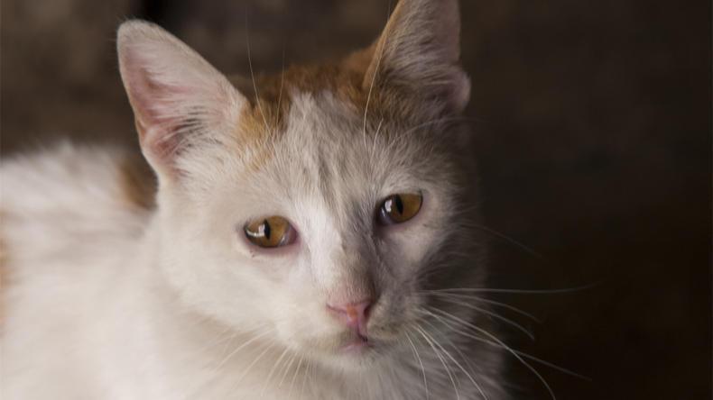 猫可以吃面包吗（附：宠物猫的饮食禁忌）