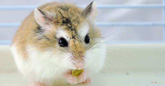 得青光眼的仓鼠能治好吗