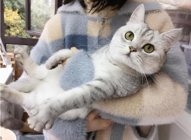 猫怕什么气味一闻就跑(猫闻什么味道就跑)