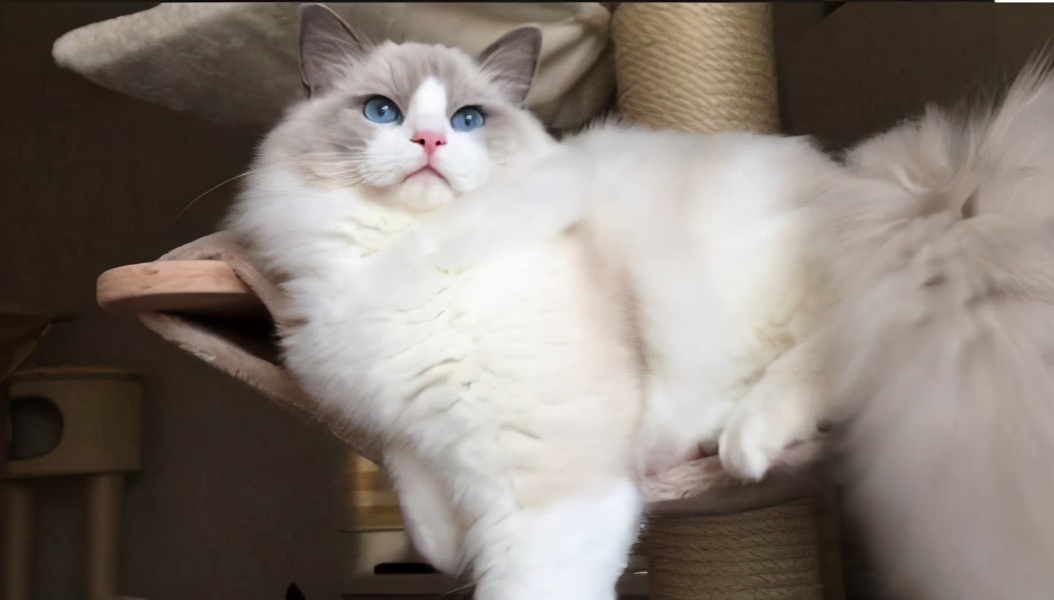 布偶猫海双和蓝双有什么区别（详解：双色布偶猫哪个更好看更贵）