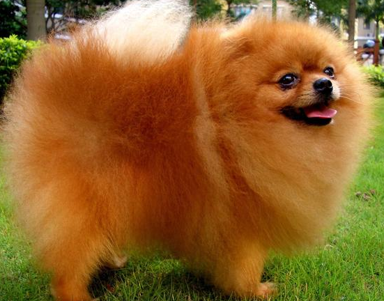 博美犬多少岁算“老年狗”?铲屎官们了解一下吧! 博美犬多少岁算“老年狗”?铲屎官们了解一下吧!