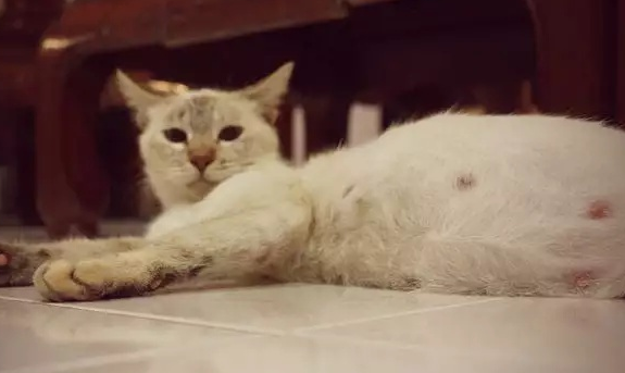 一文告诉你，猫怀孕会瘦吗？