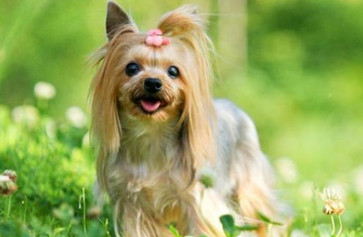 沙皮狗掉毛吗（推荐适合家养且不掉毛的狗狗）