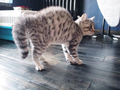 猫躺着甩尾巴什么意思（猫咪尾巴会表达哪些情绪）