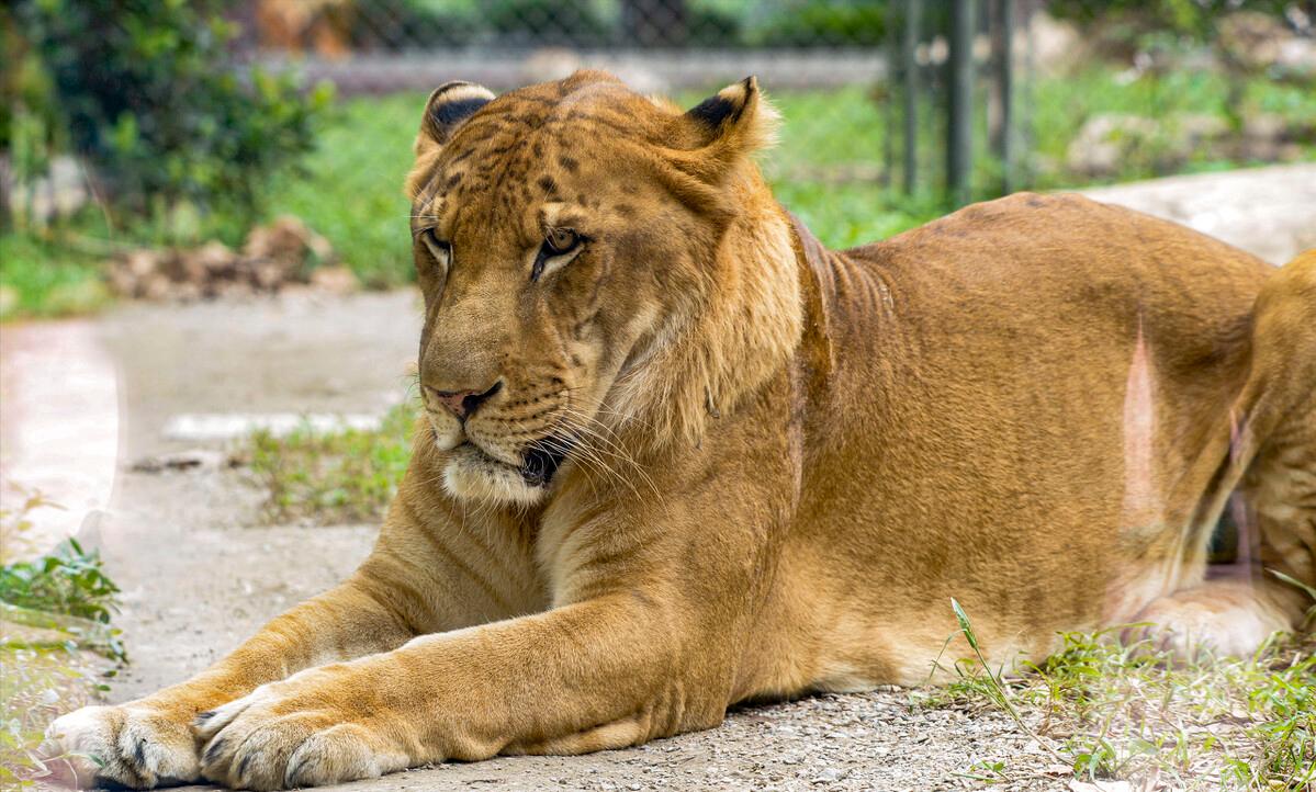 狗最怕一闻就跑哪种气味呢（附：驱赶狗随地拉的小妙招）