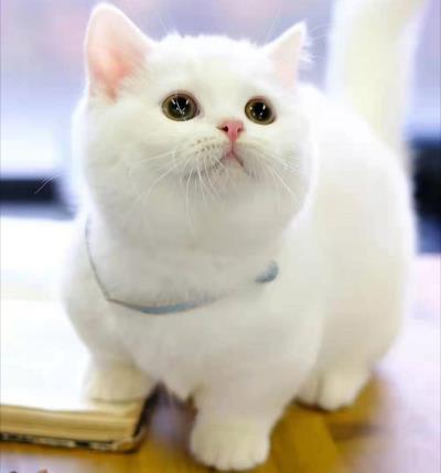 猫咪呼吸声很重（猫咪呼吸急促可能是这些疾病）