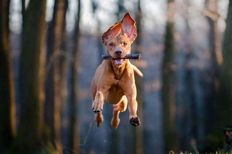 如何养狗狗（新手铲屎官入门必备攻略）