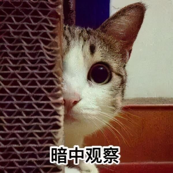 豹纹猫是什么品种(豹纹猫是什么品种多少钱一只)