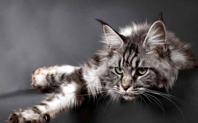 长毛猫有哪些品种（你知道有哪些长毛猫品种吗?）