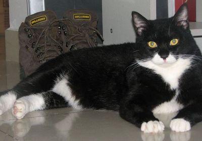 四蹄踏雪猫为什么贵 标准的四蹄踏雪狸花猫