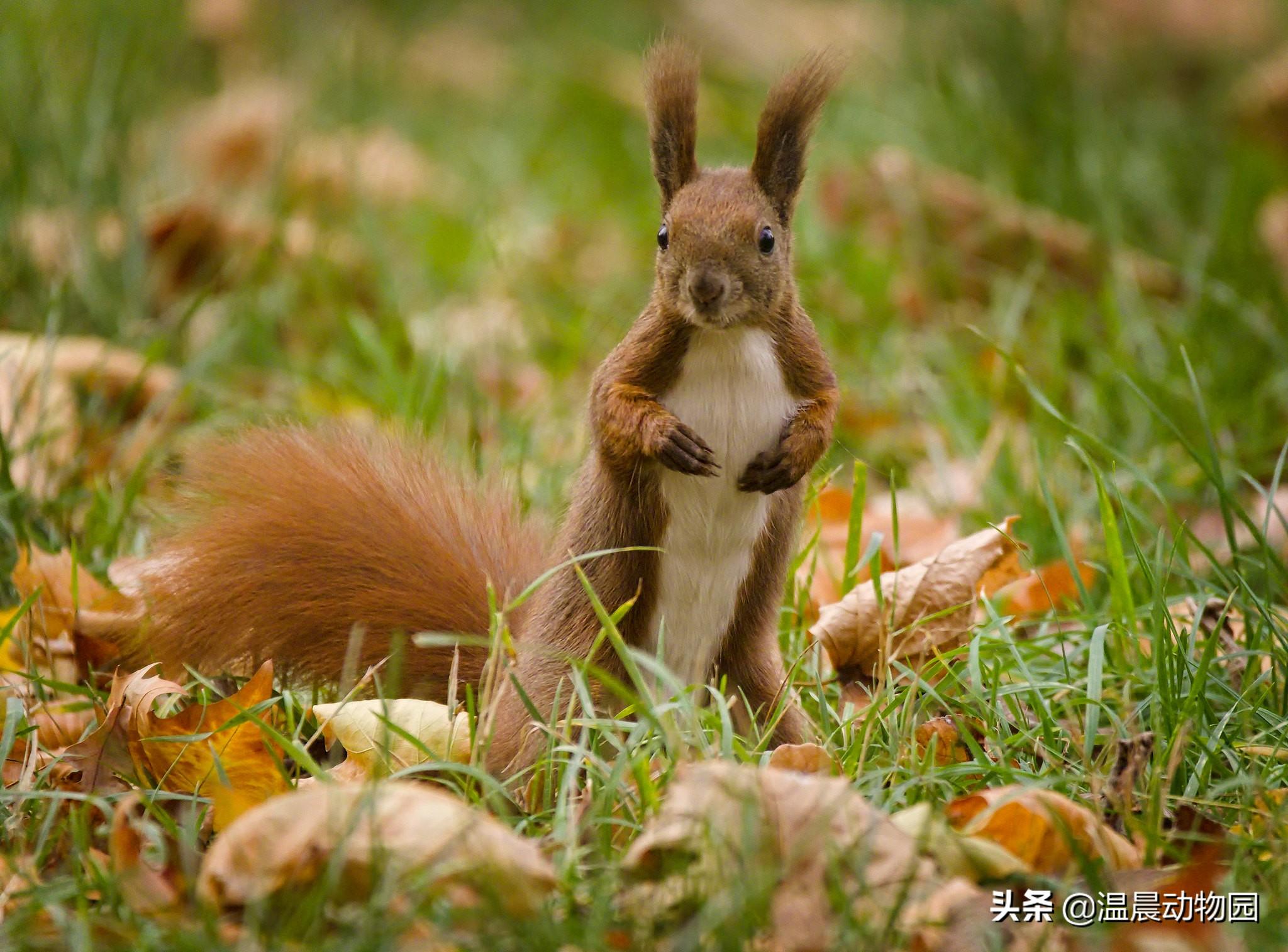 魔王松鼠真的如网传 的一样软萌吗（附：魔王松鼠图）