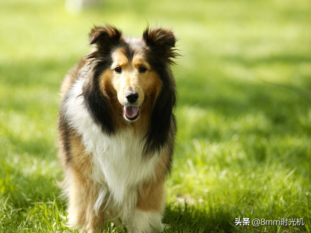 好养的中型犬都有哪些（中型犬：适合家养的狗）