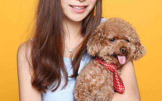 正确的养泰迪狗方法讲解(泰迪犬怎么养才听话)