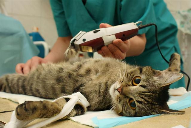 猫咪多大算成猫(十二个月左右)