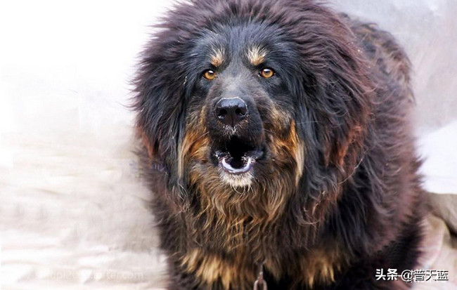 最强的十种猎犬介绍（什么猎犬最好养）