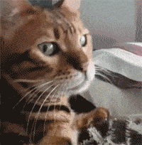 不掉毛的猫品种介绍（暹罗猫掉毛吗）