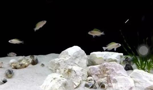 常见的几种卷贝你养过几种呢（ 比较好养的三湖慈鲷卷贝介绍）