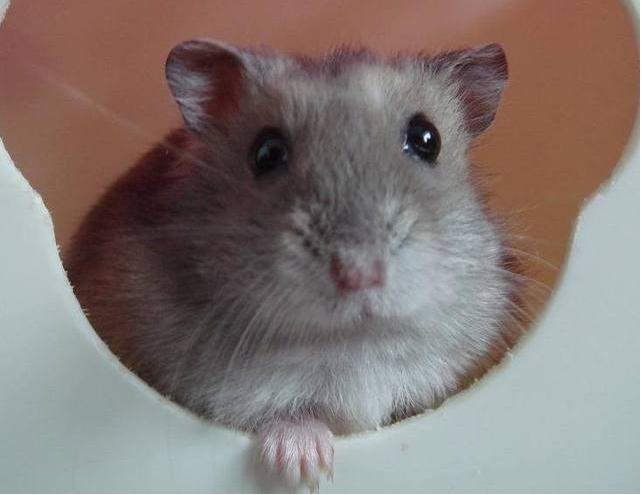 仓鼠摸哪儿才会越来越乖(附:教你摸仓鼠让仓鼠觉得很带感)