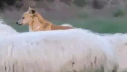 牧羊犬骑在羊身上巡视，这不是“皮皮羊，走！”