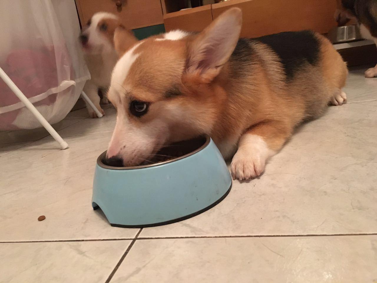 柯基犬怎么喂养（告诉你养柯基的七大好处）