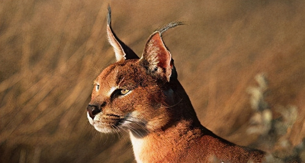 世界十大禁养名猫有哪些（附：不建议养的10种违法猫咪）