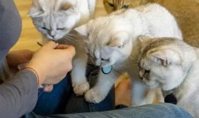 13个已被科学证明的养猫好处