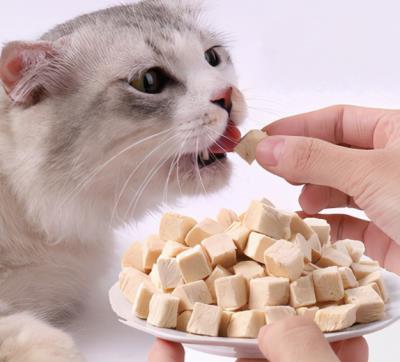 猫咪舔主人的手脚是什么意思