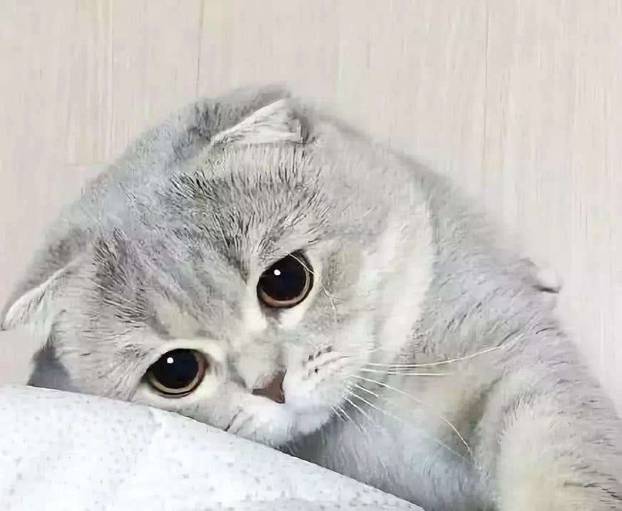 盘点幼猫临死前的6大特殊预兆（详解：猫假死的3种状态）